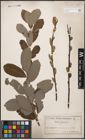 Foto von Salix cinerea L.